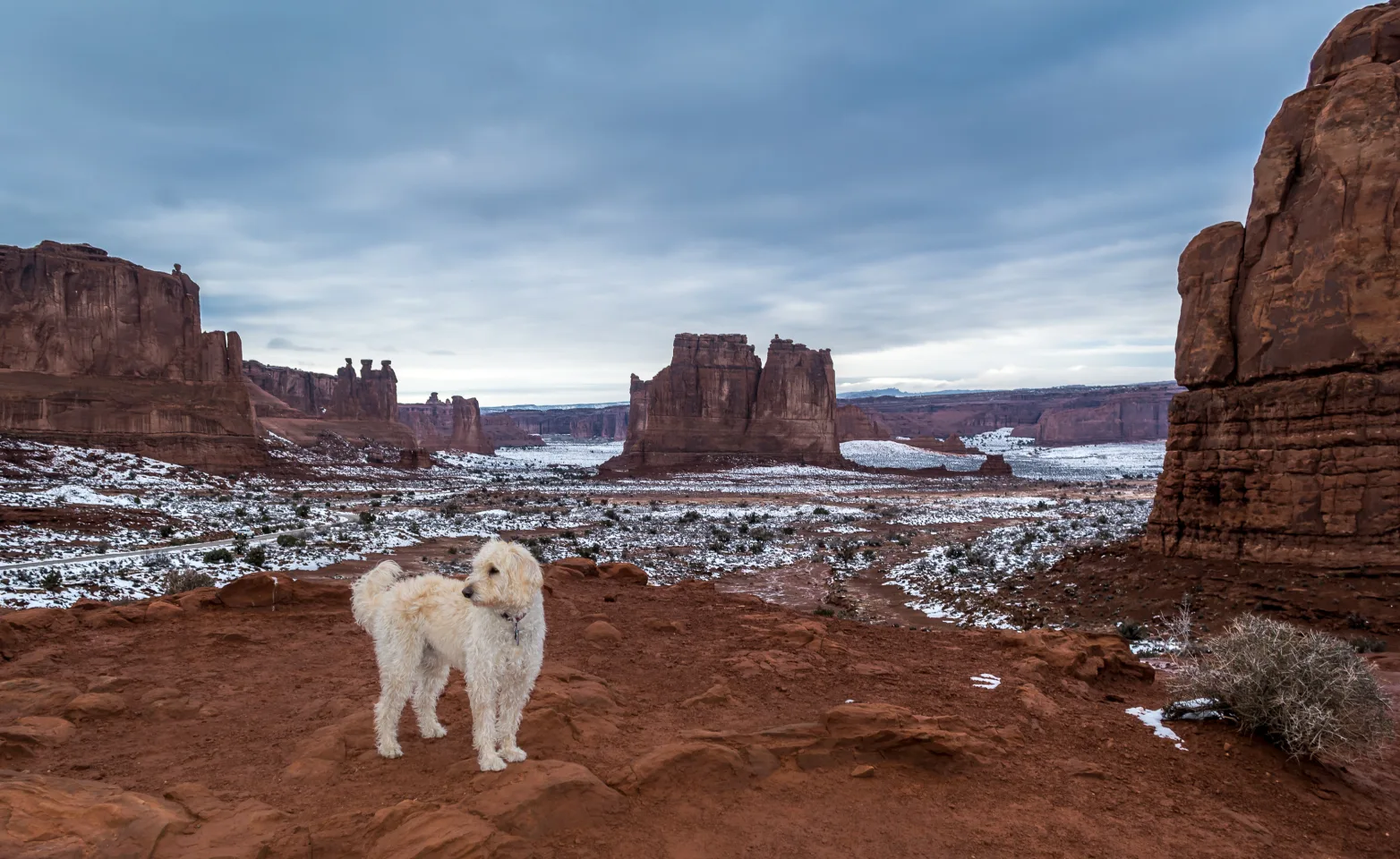 A white dog stands around red rocks